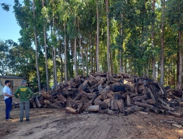 Multas por madeira ilegal chegam quase R$ 2 milhões em três meses