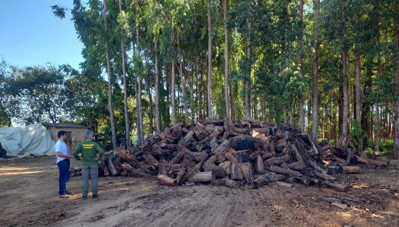 Multas por madeira ilegal chegam quase R$ 2 milhões em três meses