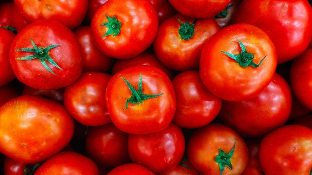 tomate_festa do tomate terá concurso de melhor tomate de Goianápolis