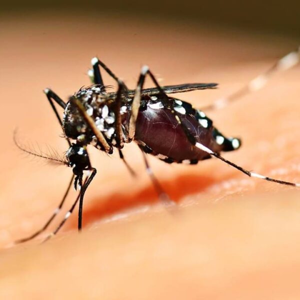 Goiás lança Campanha contra Dengue, Zika e Chikungunya