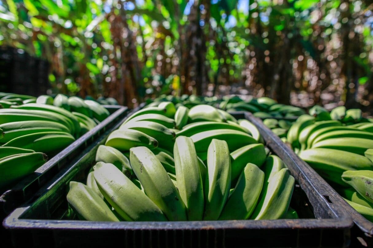 Produção da banana deve crescer 13,9% em Goiás