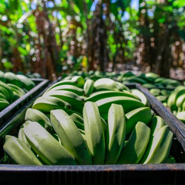 Produção da banana deve crescer 13,9% em Goiás