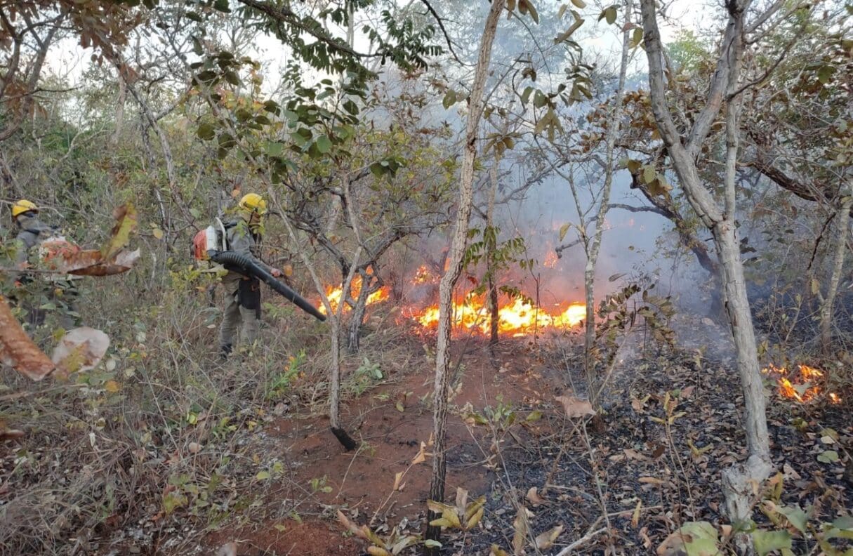 Bombeiros no combate a incêndios florestais