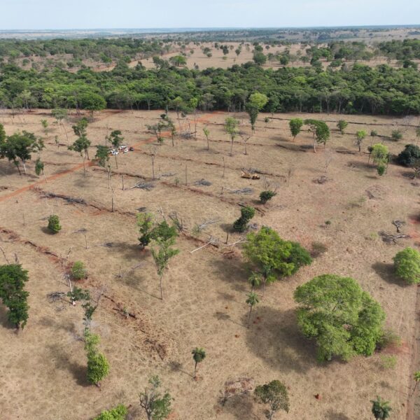 Operação Mata Atlântica em Pé flagra 100 hectares de desmatamento ilegal