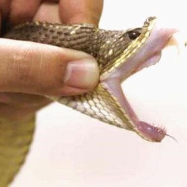 Estado oferece atenção especial às vítimas de picadas de cobras