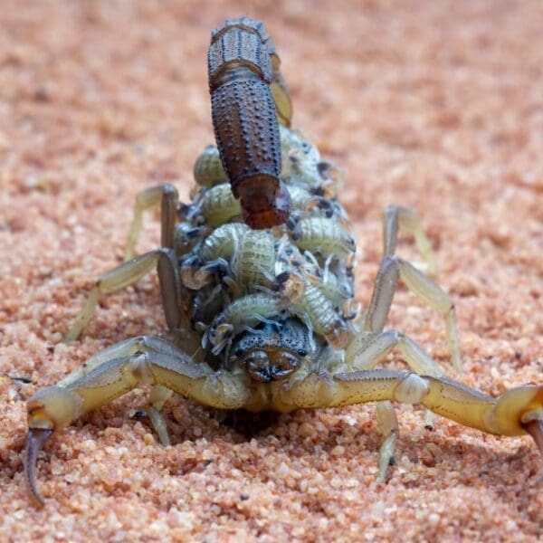 Saúde alerta para picadas de animais e insetos