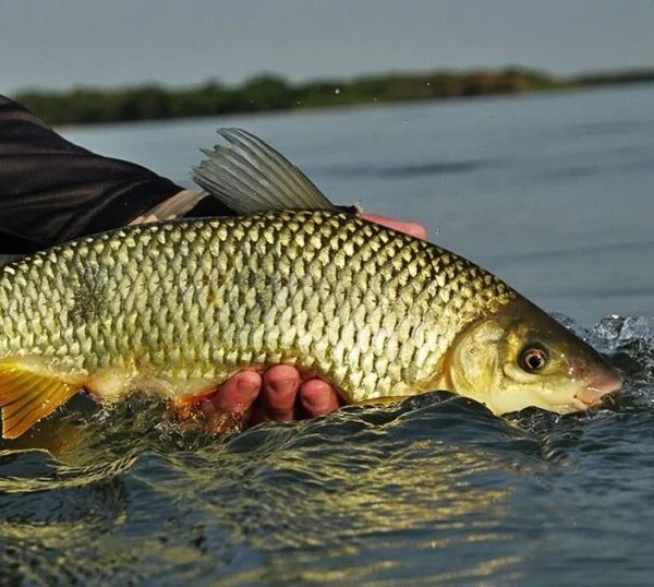 Peixe_proibição de pesca na piracema