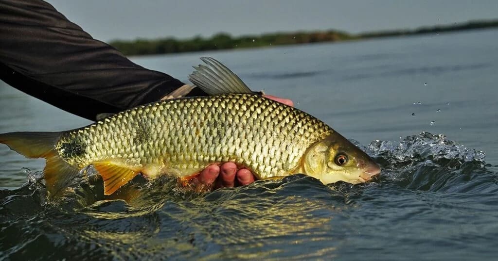 Peixe_proibição de pesca na piracema