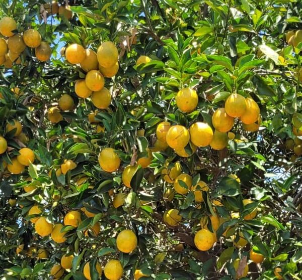 produção de citros em Goiás