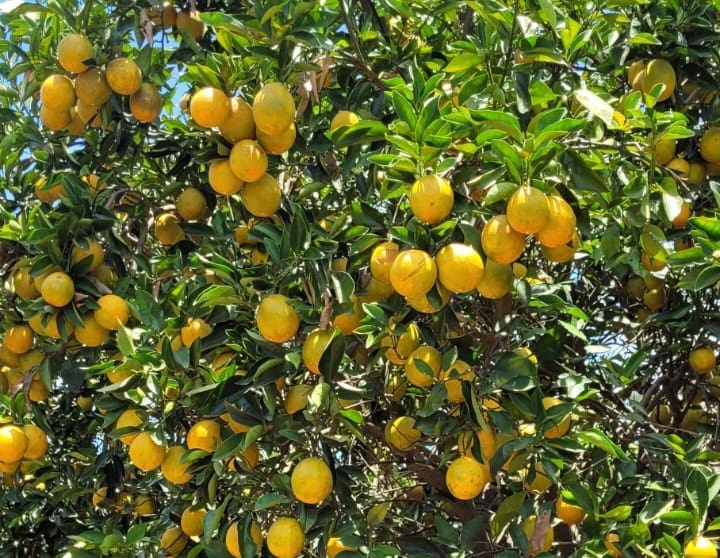 produção de citros em Goiás