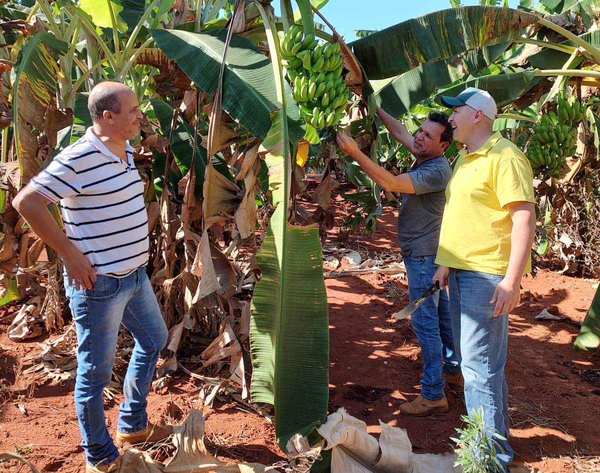 Agrodefesa realiza ações preventivas para bananicultura goiana