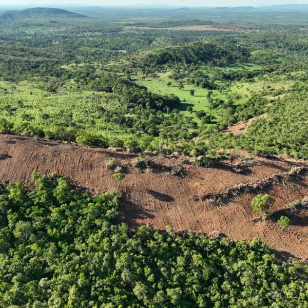 Área de desmatamento ilegal em Mara Rosa