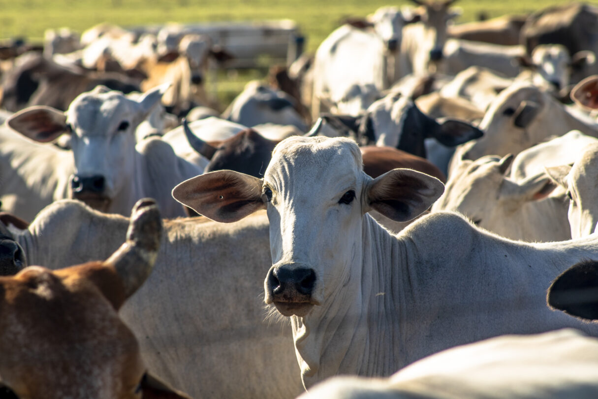 Gado no campo_cresce abate de bovinos em Goiás