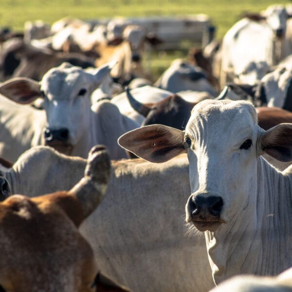 Gado no campo_cresce abate de bovinos em Goiás
