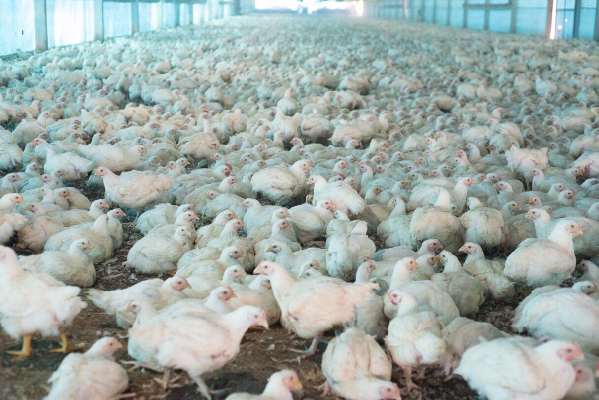 Granjas avícolas de Goiás devem fazer declaração de biosseguridade à Agrodefesa até dia 31