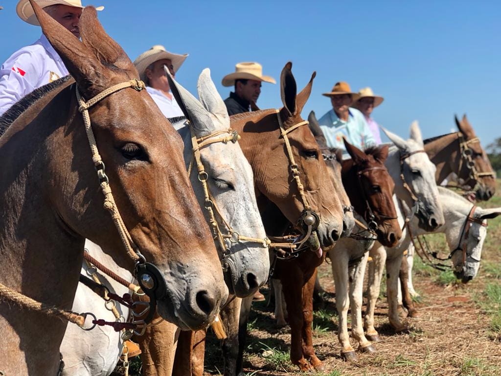 Agrodefesa participa da 16ª edição do Encontro Nacional de Muladeiros