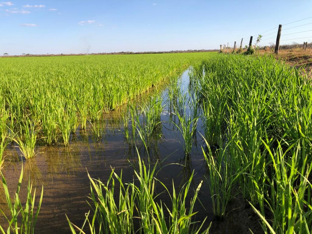 Goiás vai apresentar produção de arroz a missão chinesa 