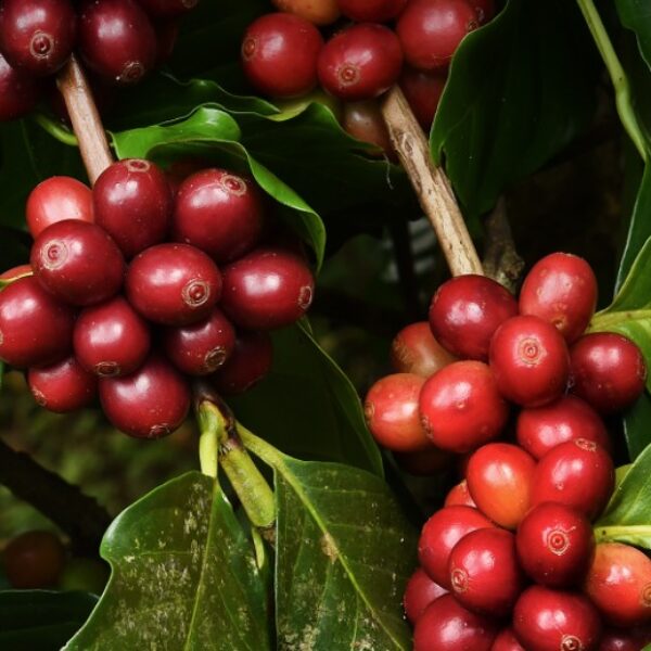 Cenário atual do cultivo de café arábica em Goiás é o destaque do Agro em Dados