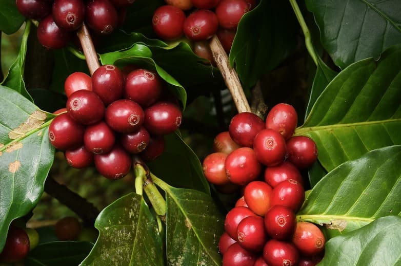 Cenário atual do cultivo de café arábica em Goiás é o destaque do Agro em Dados