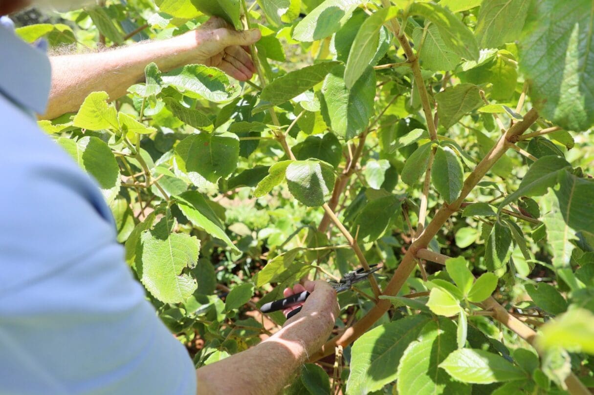 Emater comercializa hastes de pequi com e sem espinhos para viveiristas