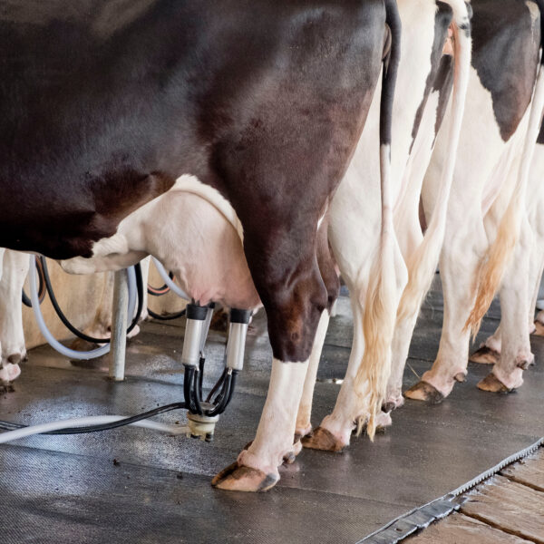 Ordenha mecânica em produção do setor lácteo goiano