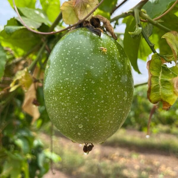 Fruticultura Irrigada do Vão do Paranã avança com plantio de maracujá e manga