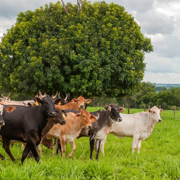 Goiás quer avançar no combate à brucelose e à tuberculose bovina