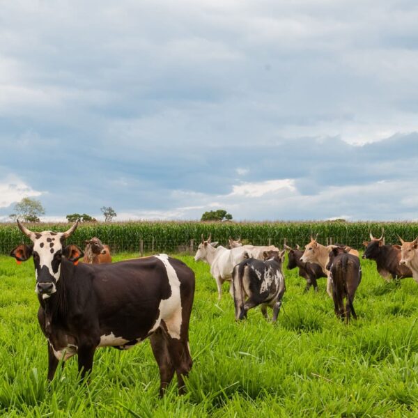Agrodefesa orienta pecuaristas sobre prazos e novas regras para declaração de rebanho