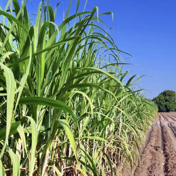 Projeto de Lei que incentiva produção do etanol em Goiás é aprovado