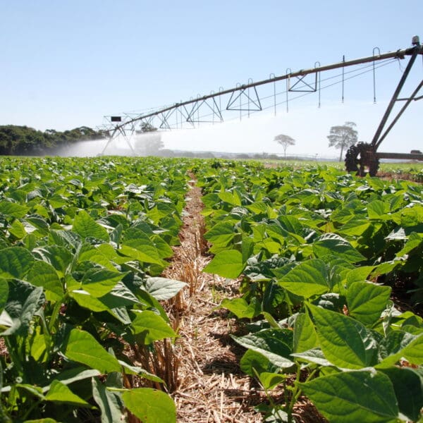 Instituído vazio sanitário do feijão para 57 municípios
