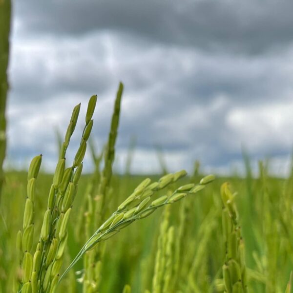 Produção de arroz em Goiás deve ter aumento de 19,6% - Plantação de arroz