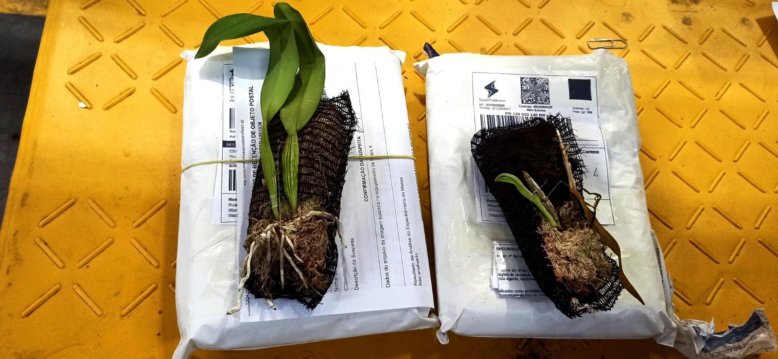 Acordo entre Agrodefesa e Correios reforça sanidade vegetal em Goiás