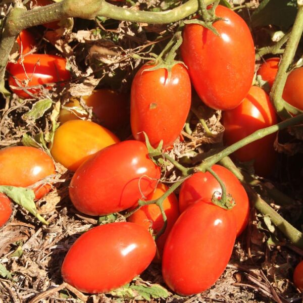 Agrodefesa alerta: transplantio de tomate deve ser feito até 30 de junho