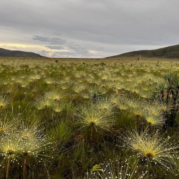 Projeto chama atenção para os campos do Cerrado em Goiás