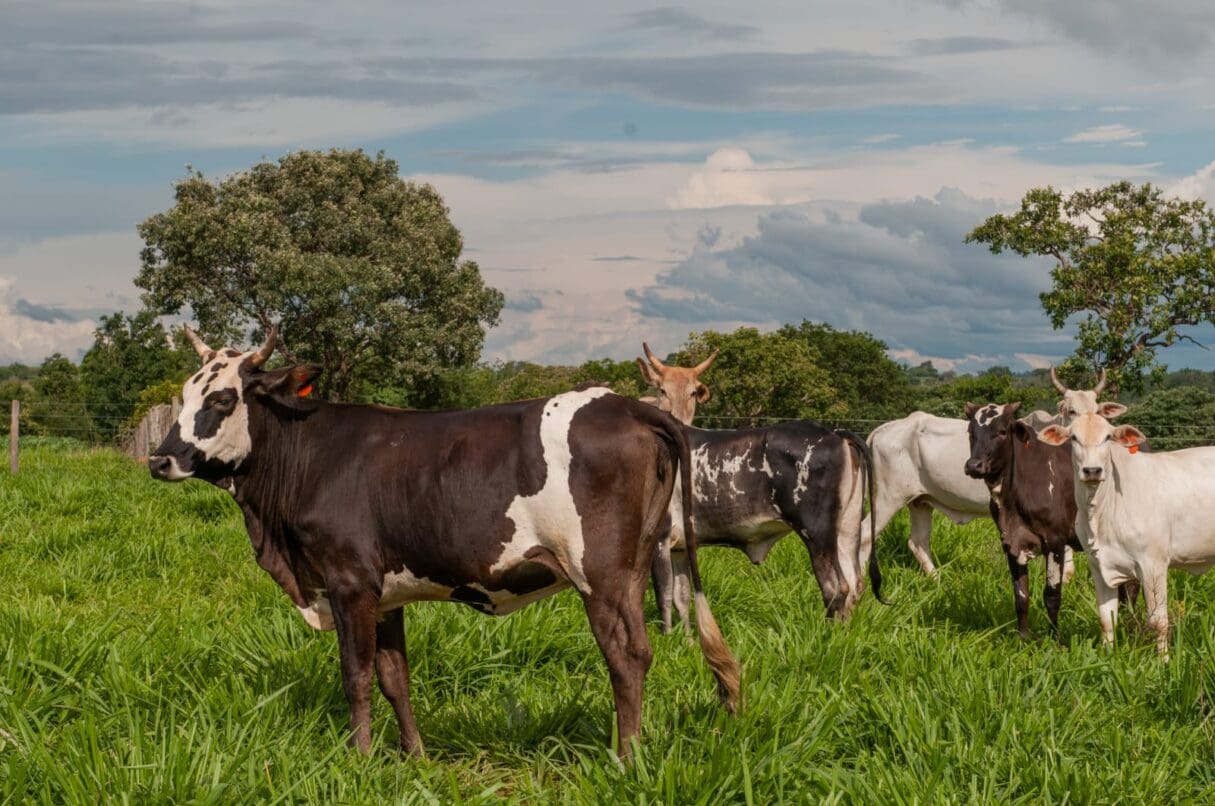 Vacinação contra raiva de herbívoros termina no sábado