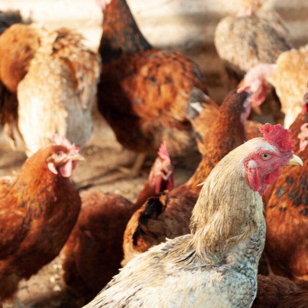 Agrodefesa divulga normas que regulamentam a realização de eventos avícolas em Goiás