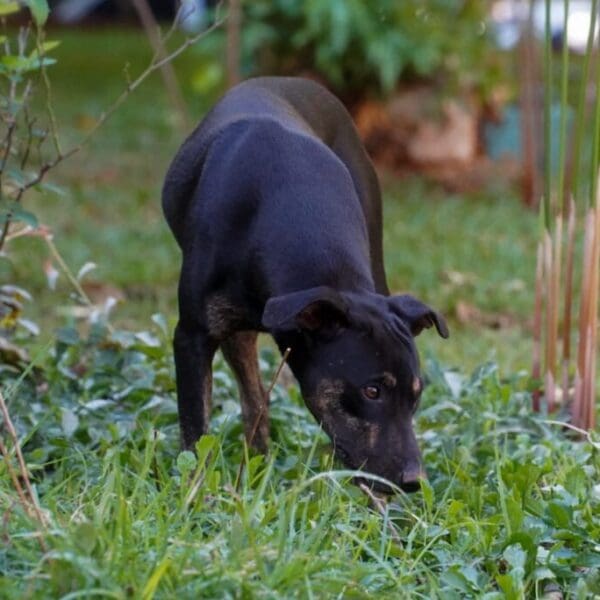 Cachorro-vacina contra raiva
