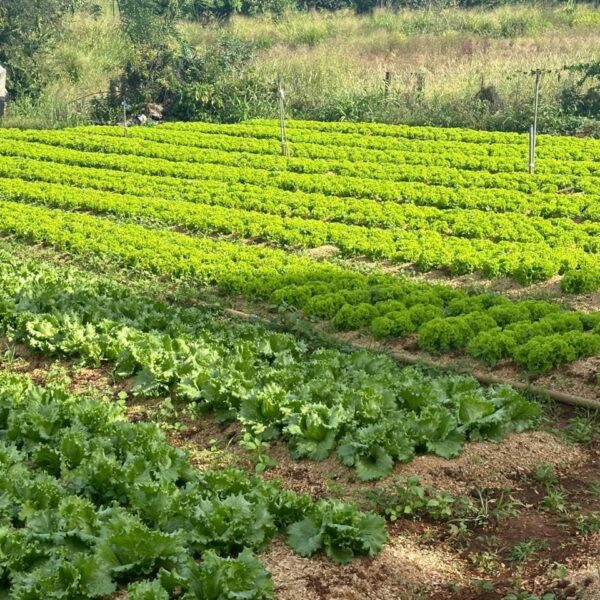 Pesquisadores vão atuar no fortalecimento da agricultura familiar