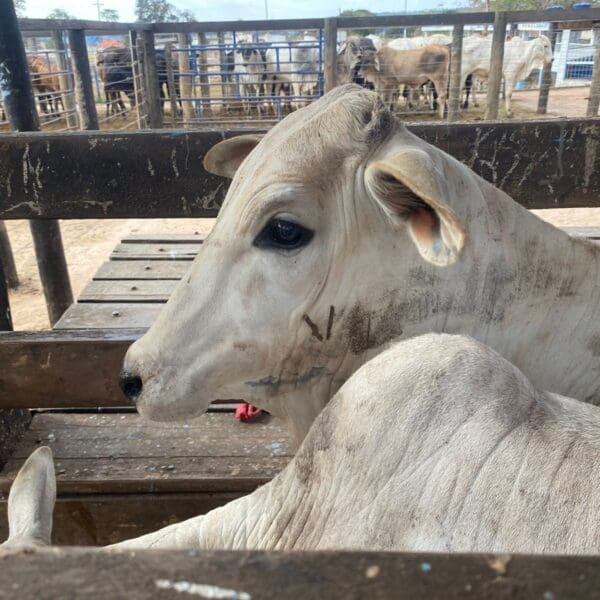 Gado_vacinação contra brucelose