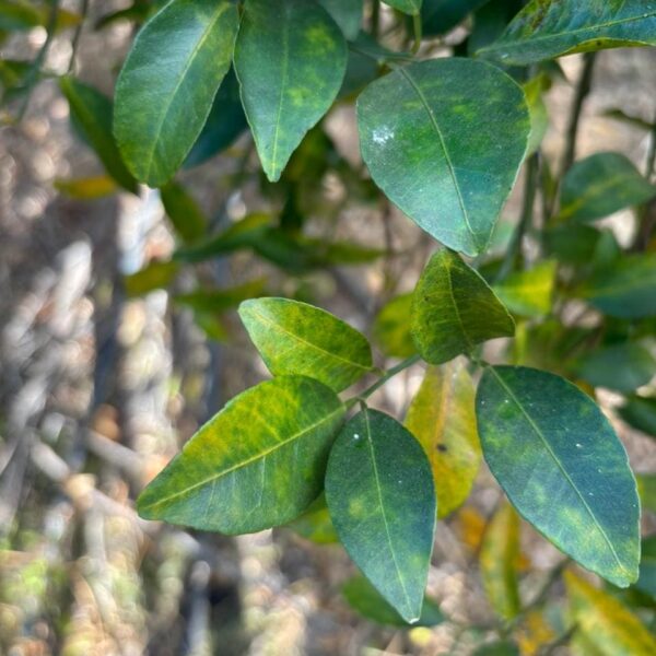 Folha de palnta com HBL em Goiás
