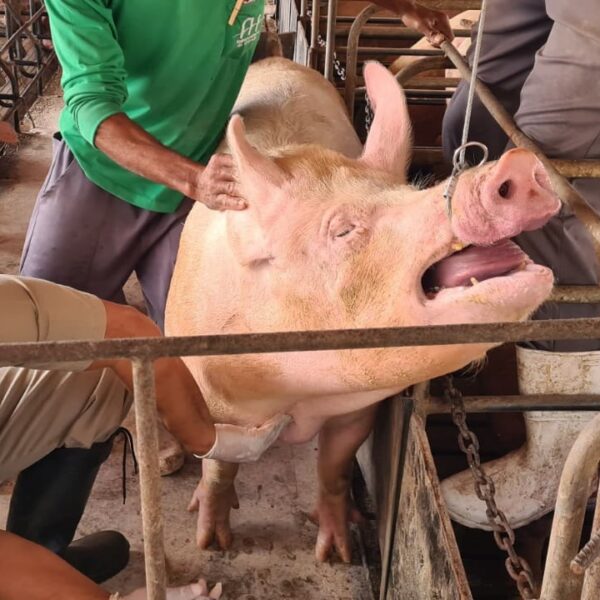 Inspeção suína_vigilância para manter status de zona livre de peste suína