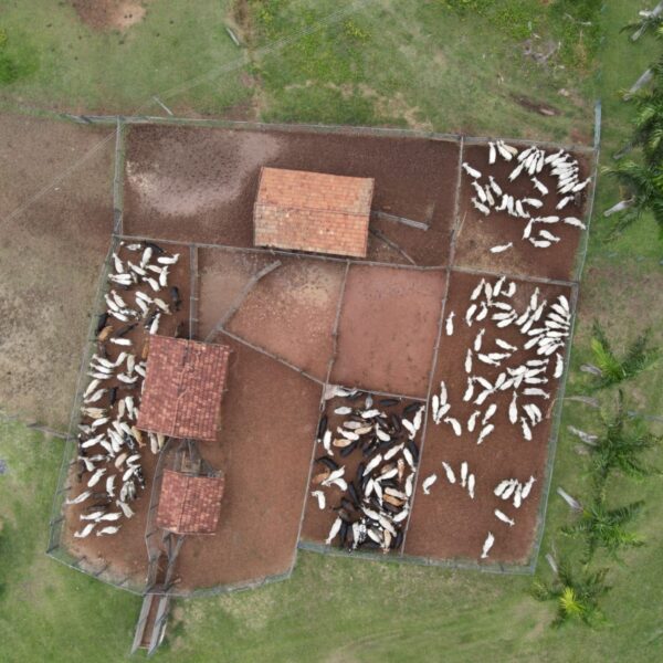 Drones aprimoram serviço da defesa agropecuária em Goiás