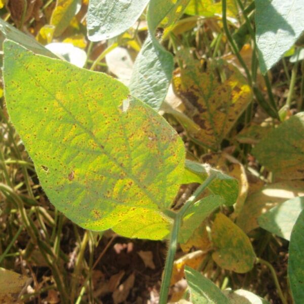 Agrodefesa publica novas medidas para prevenção e controle da ferrugem asiática da soja