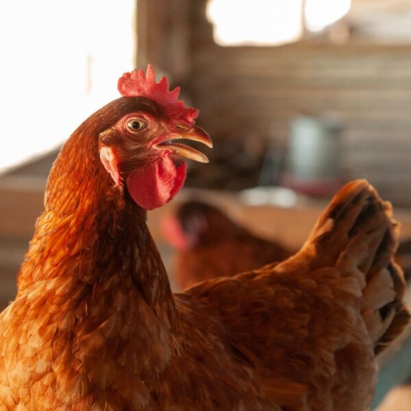 Ave_Influenza aviária