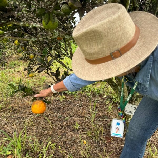 Plantação de agricultura familiar