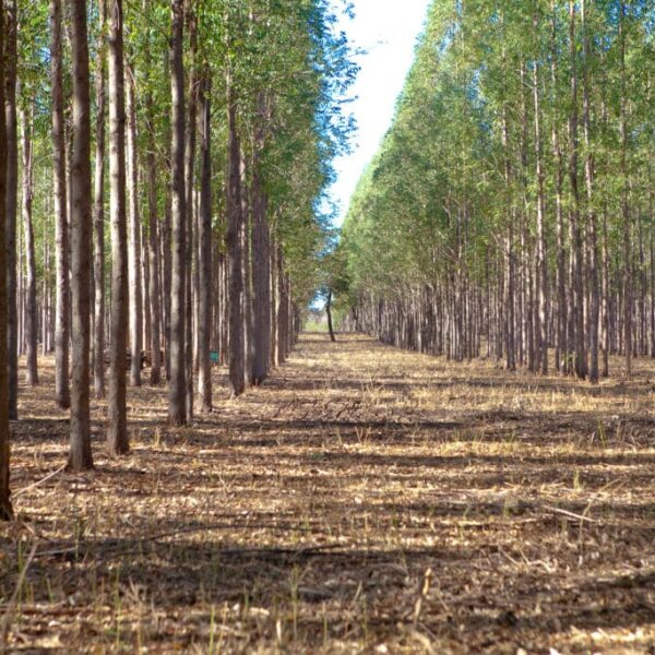 produção florestal cresce em Goiás