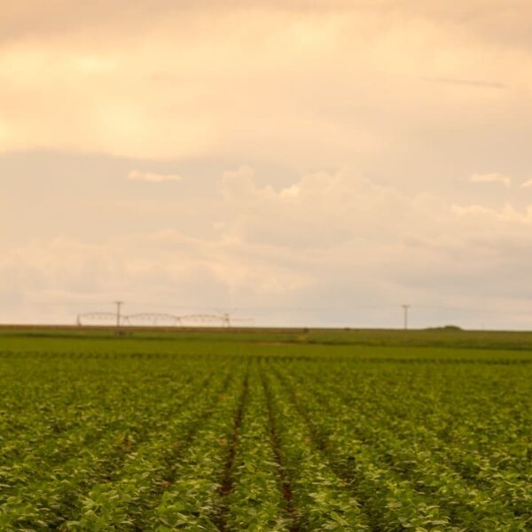 Goiás fecha 2024 com recordes no agronegócio e consolida posição de destaque nacional e internacional