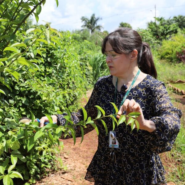 Emater abre 25 vagas para temporários