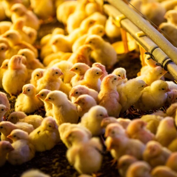 Produção goiana de bovinos e galináceos se destaca nacionalmente, segundo a Pesquisa Pecuária Municipal do IBGE Wenderson AraujoCNA