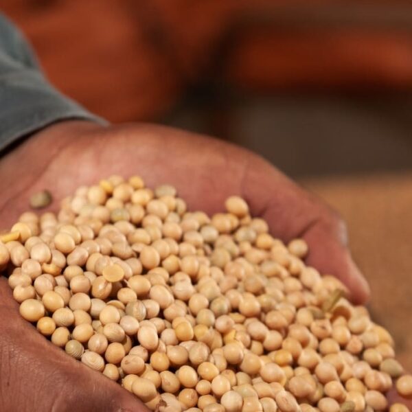 Safra goiana de grãos deve bater recorde histórico em 2025 - soja